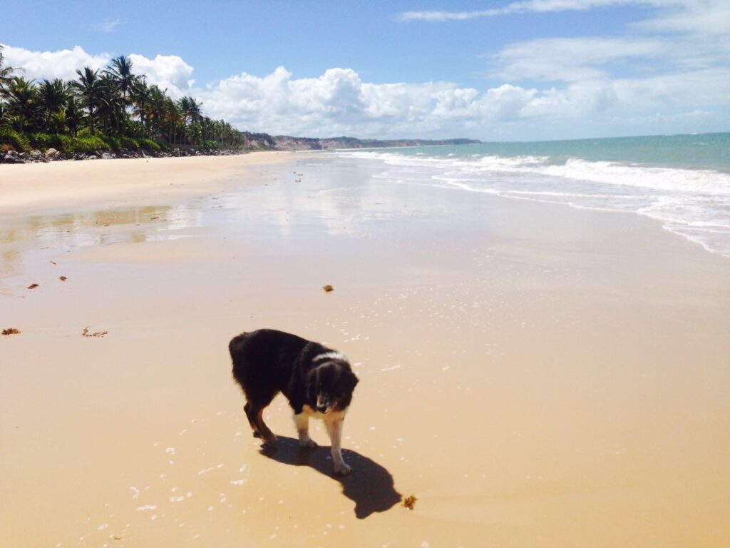 Cao na praia